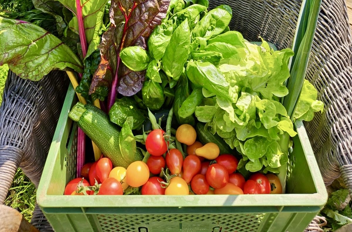 betriebliche Gesunheitsförderung Rostock frisches Gemüse steht in einem Korb in der Sonne